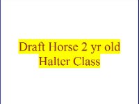 2 Yr Old Halter Class